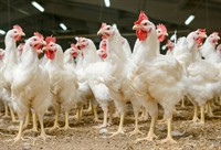 profitable poultry business for - 1